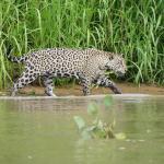 jaguar in pantanal