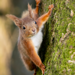 Rode eekhoorn op boom