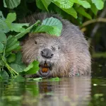 bever oranje tanden