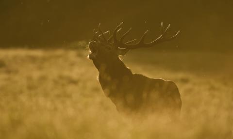 Cerf bramant