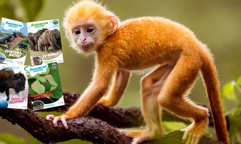 singe et magazine