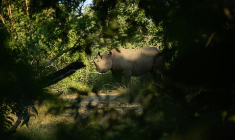 Neushoorn in Malawi