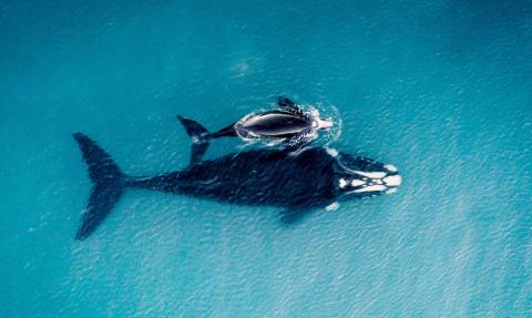 baleines