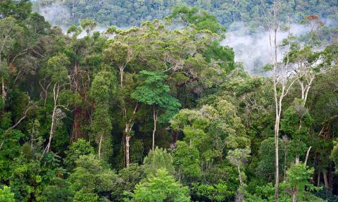 forêt tropicale