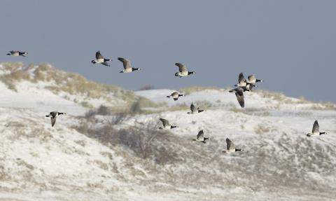 vogels