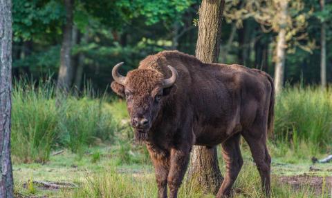 bison