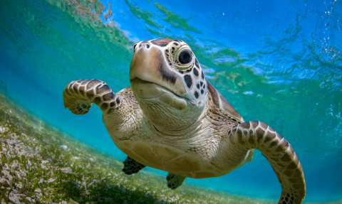 tortue marine