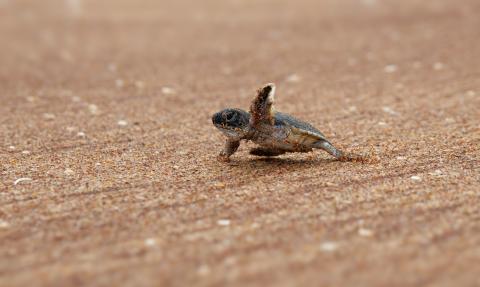 tortue 
