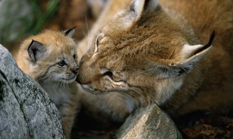 eurasian lynx with cub