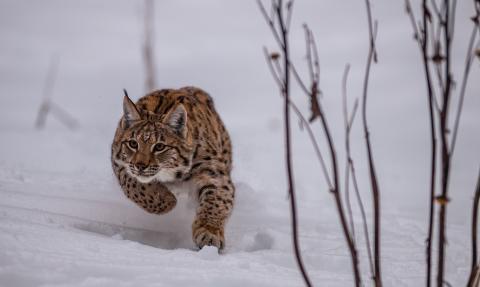 eurasian lynx hunting