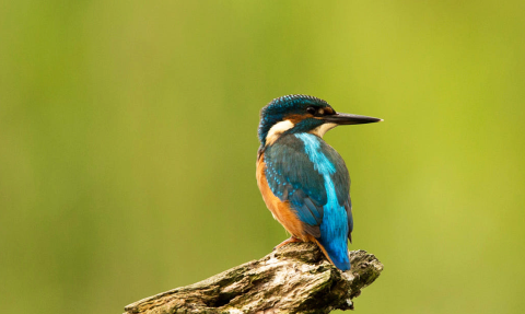 oiseau martin-pêcheur