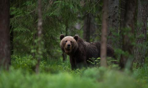ours brun (europe)