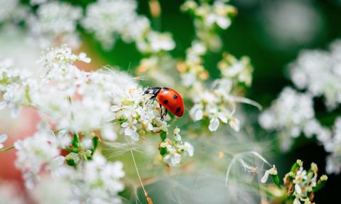 coccinelle 