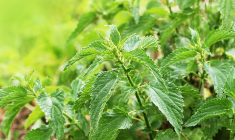 plantes