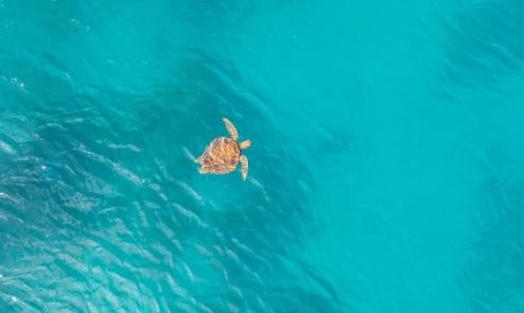 seaturtle