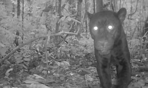 jaguar camera trap