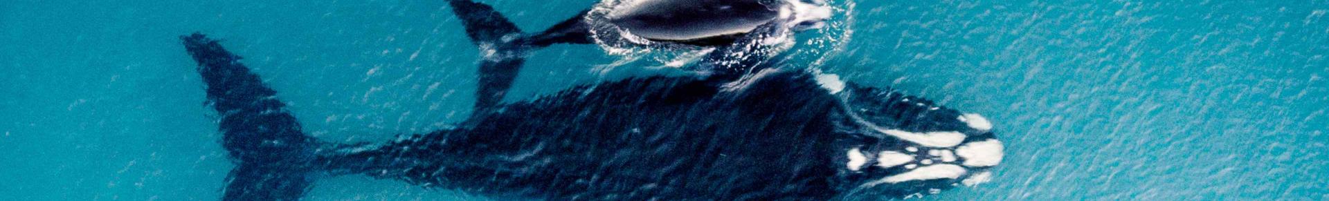 baleines