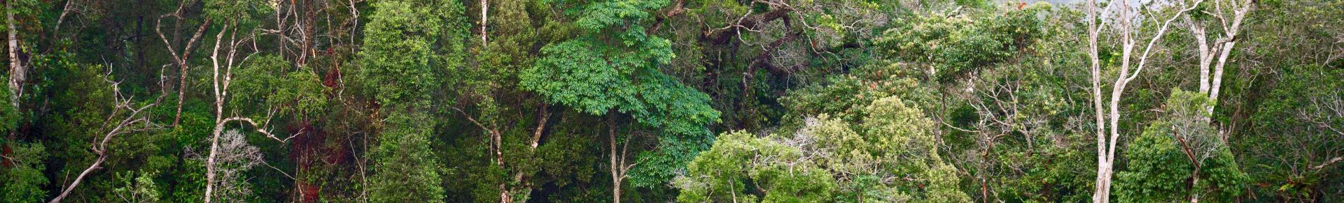 forêt tropicale