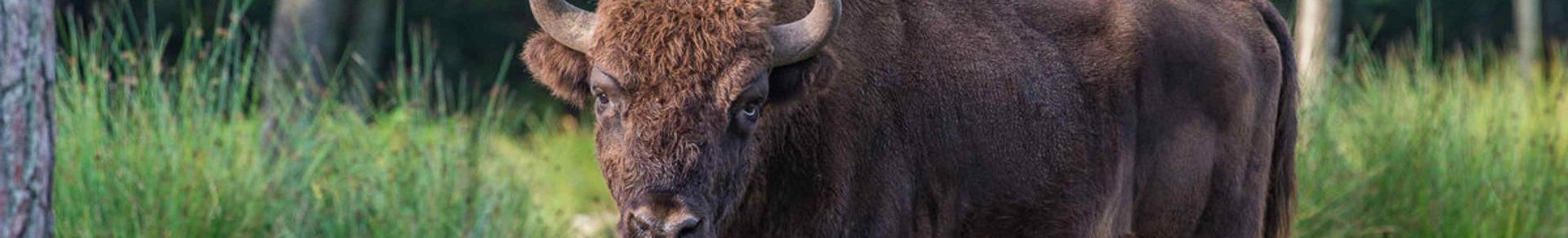 bison