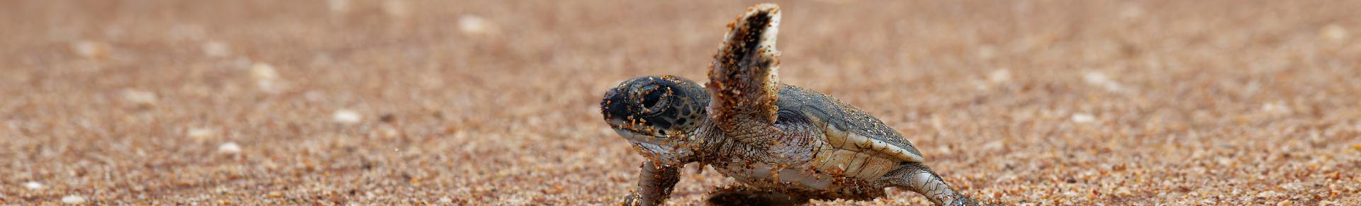 tortue 