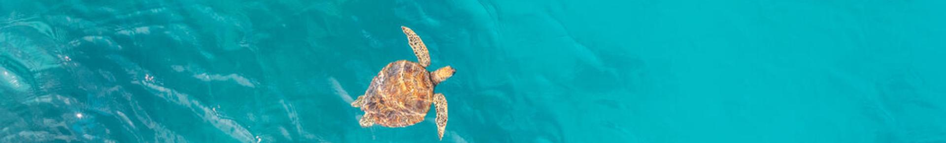 seaturtle