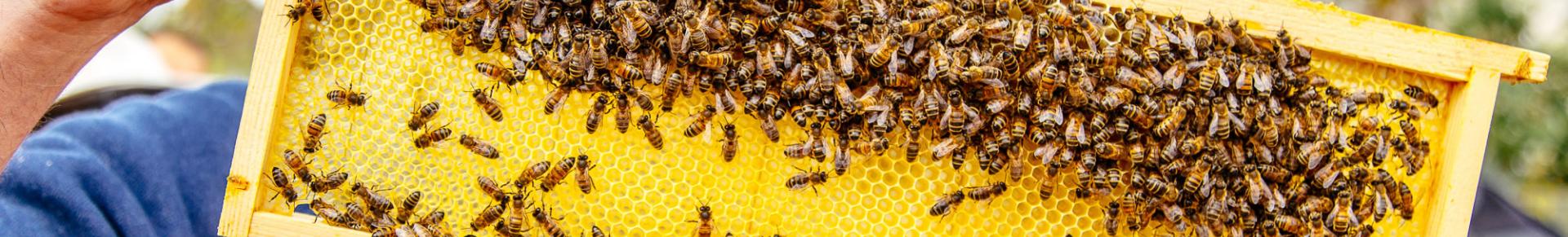 abeilles