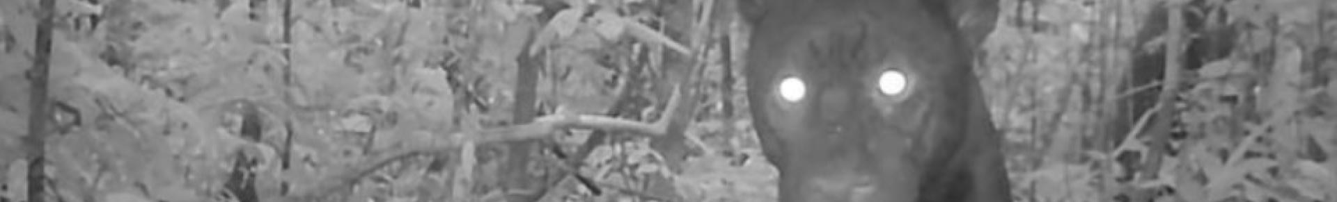 jaguar camera trap