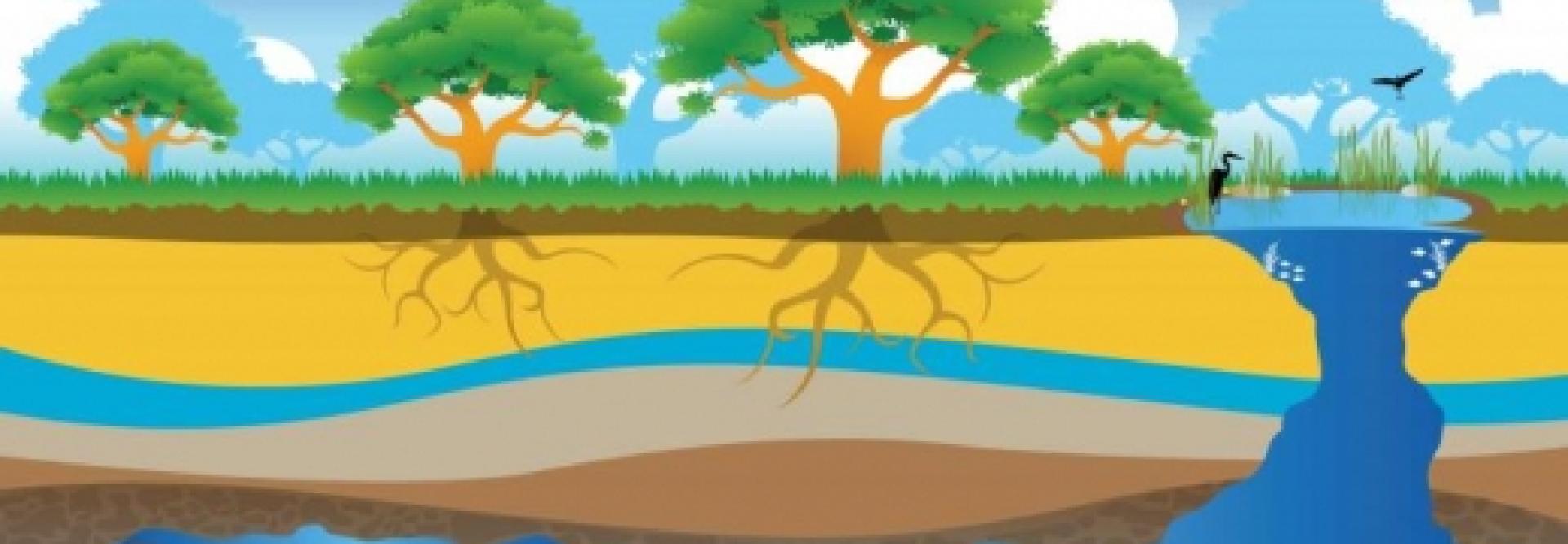 Schéma cohabitation faune, flore et milieu aquatique