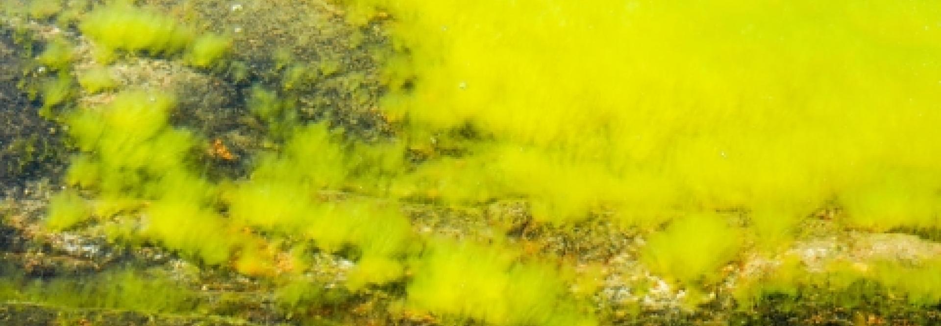 Pollution de l'eau
