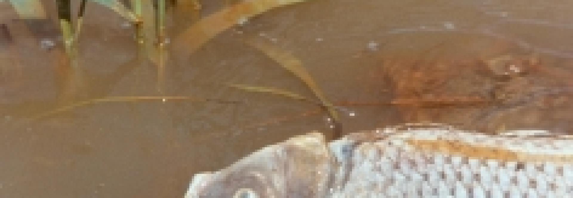 Poissons morts dans une eau brune