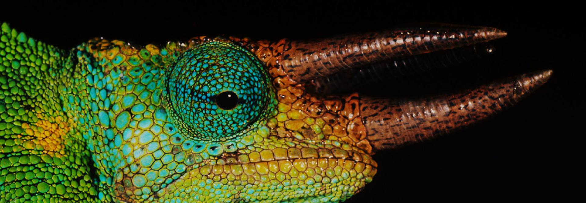 Gros plan sur la tête du caméléon à cornes - vue de profil