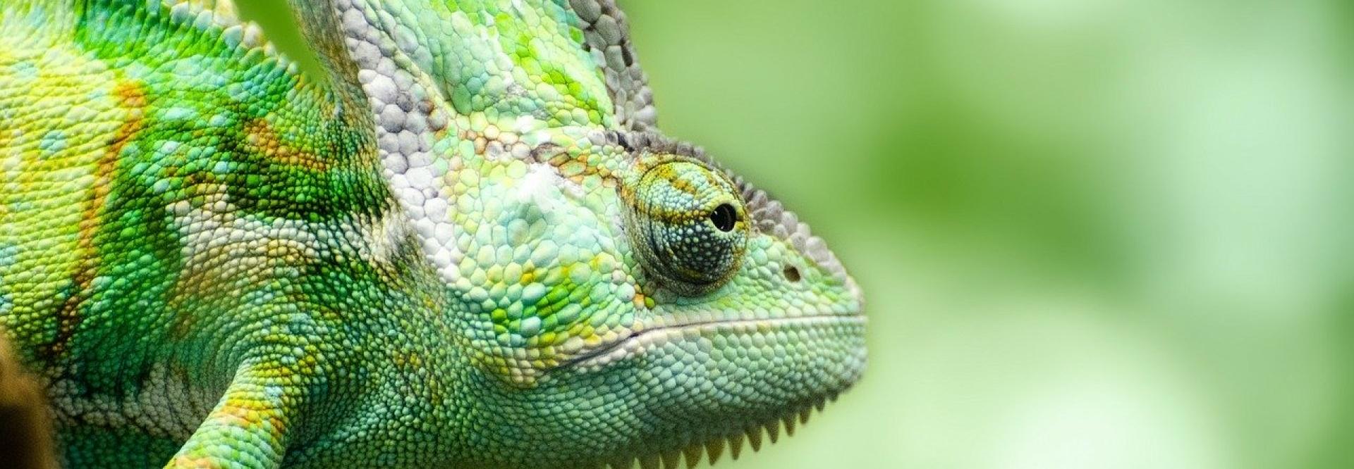 Caméléon de profil
