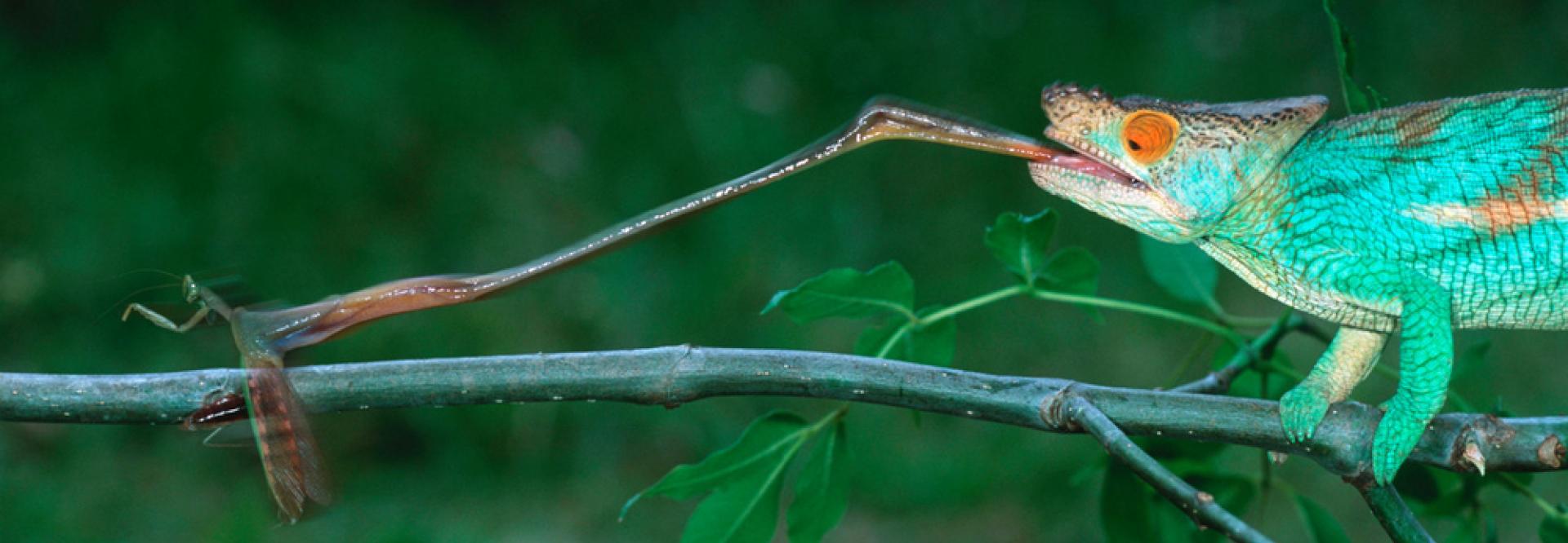 Caméléon sur une branche tirant la langue pour attraper sa proie