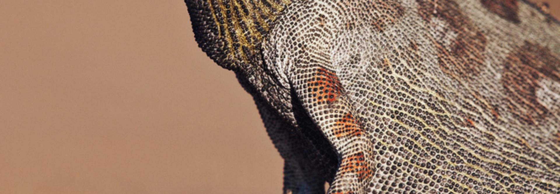 Caméléon 
