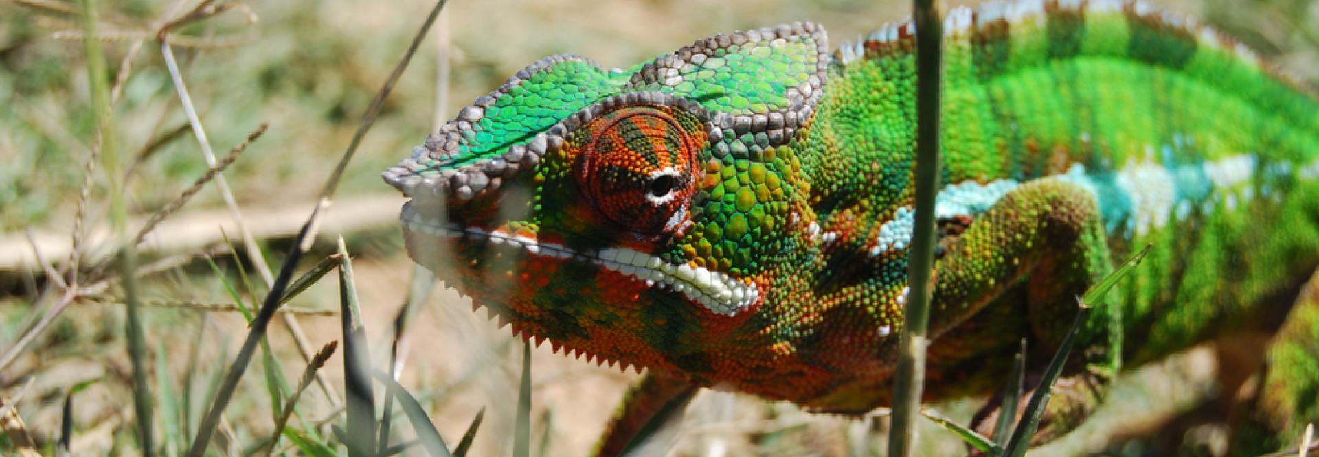 Caméléon dans l'herbe