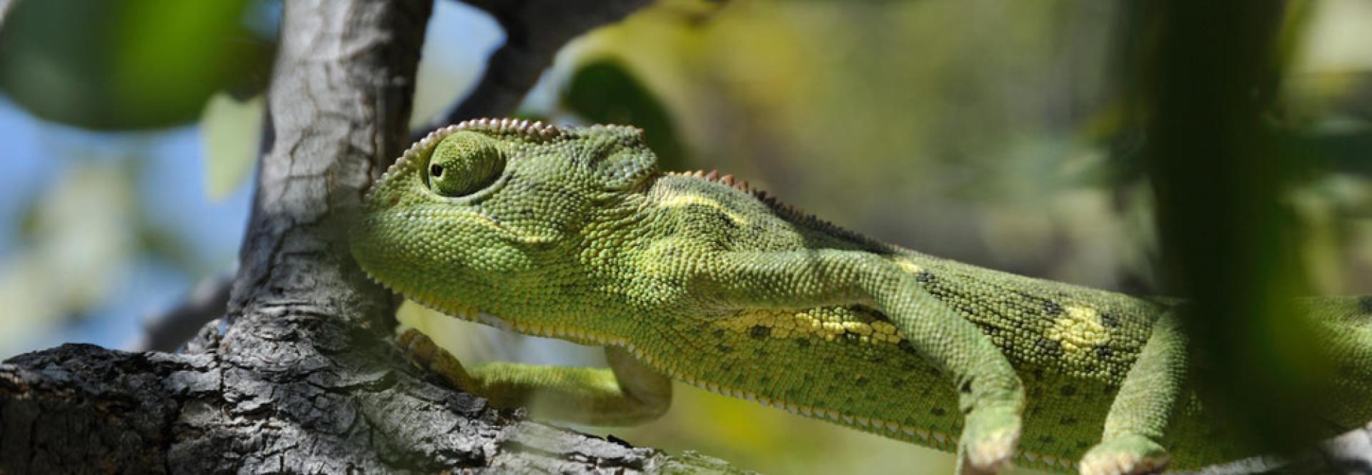 Caméléon vert sur une branche - vue de profil