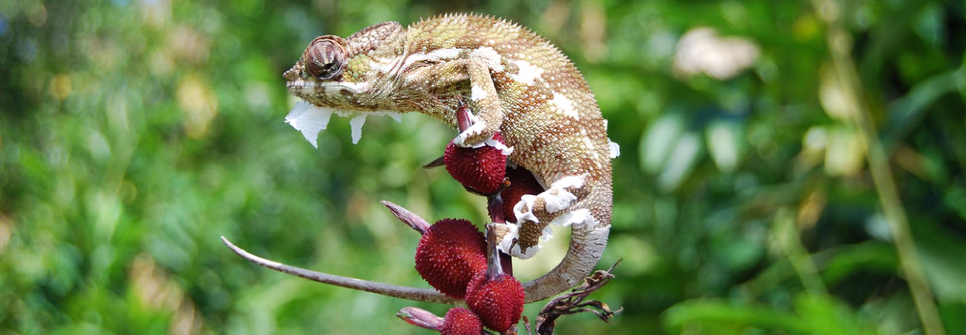 Caméléon au sommet d'une branche - vue de profil