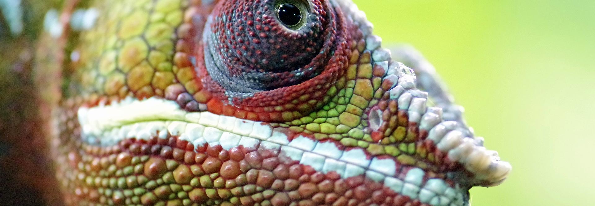 Gros plan sur la tête d'un caméléon multicolore - vue de profil