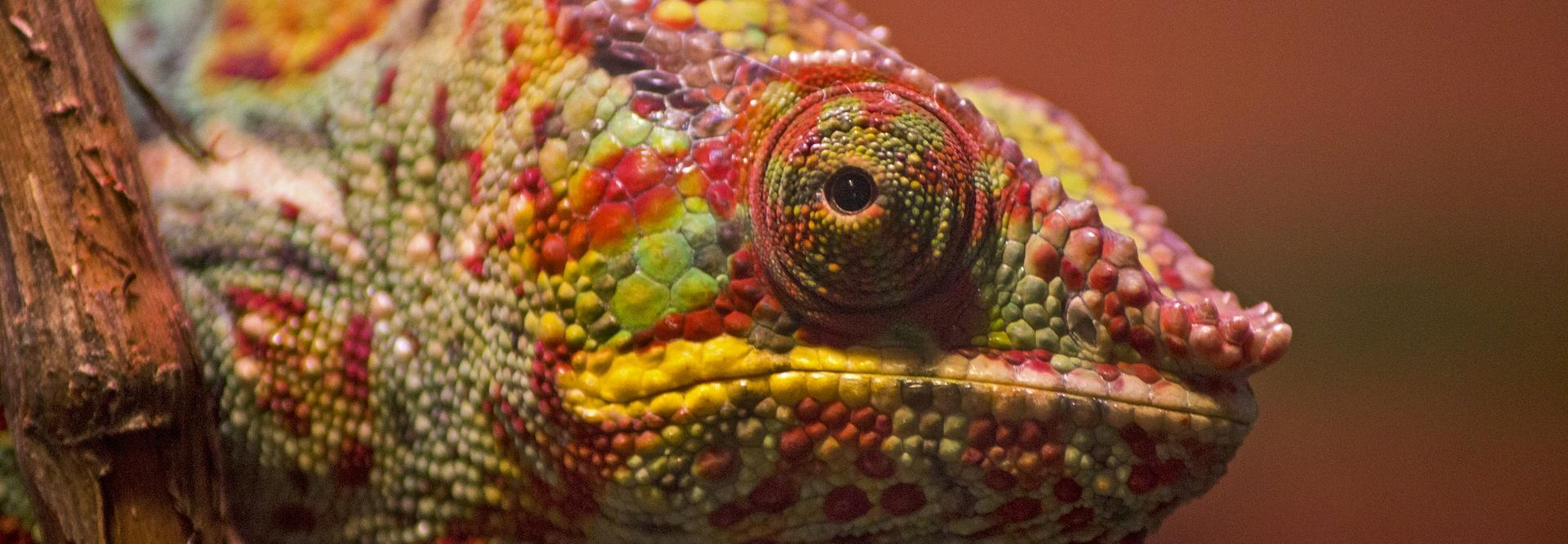 Gros plan sur la tête d'un caméléon multicolore - vue de profil