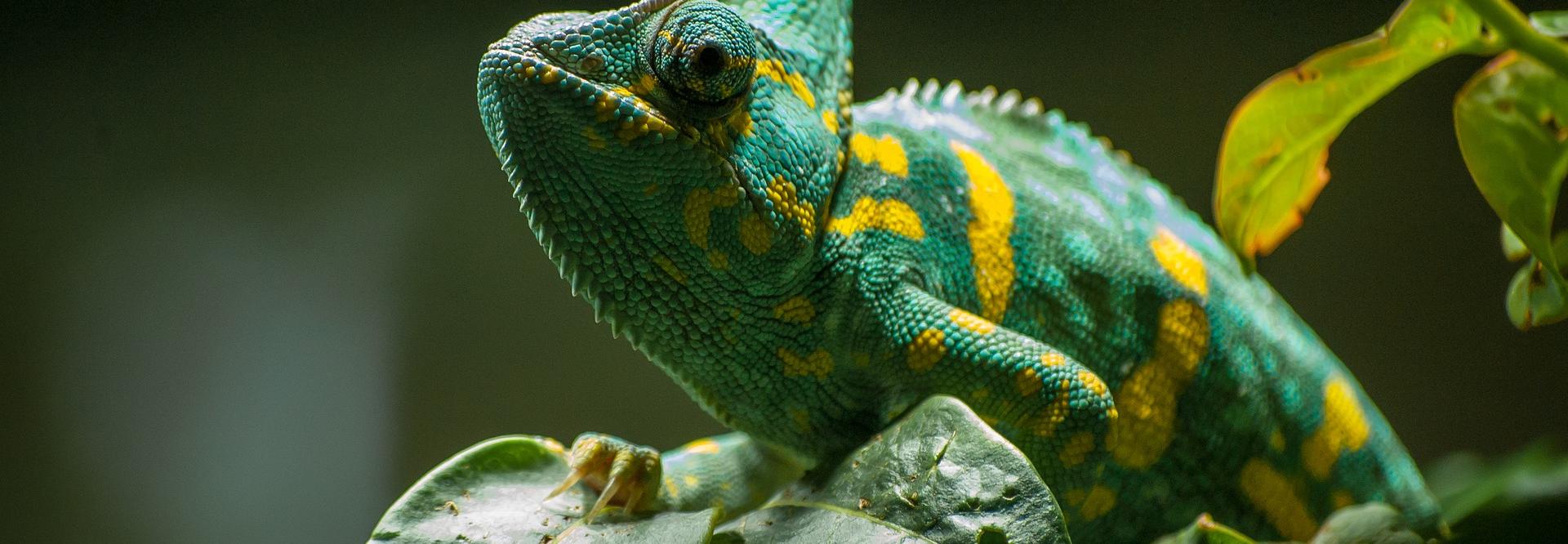 Caméléon vert tacheté de jaune sur une feuille verte
