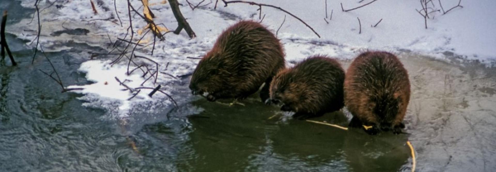 Castor d’Europe | Rangerclub du WWF