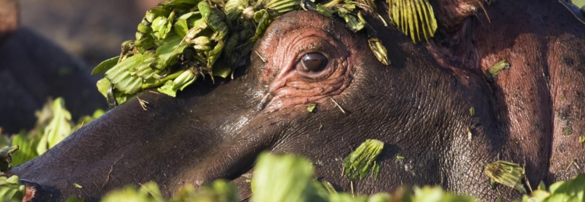 Gros plan sur la tête d'un hippopotame dont le haut est couvert de feuillage - vue de profil