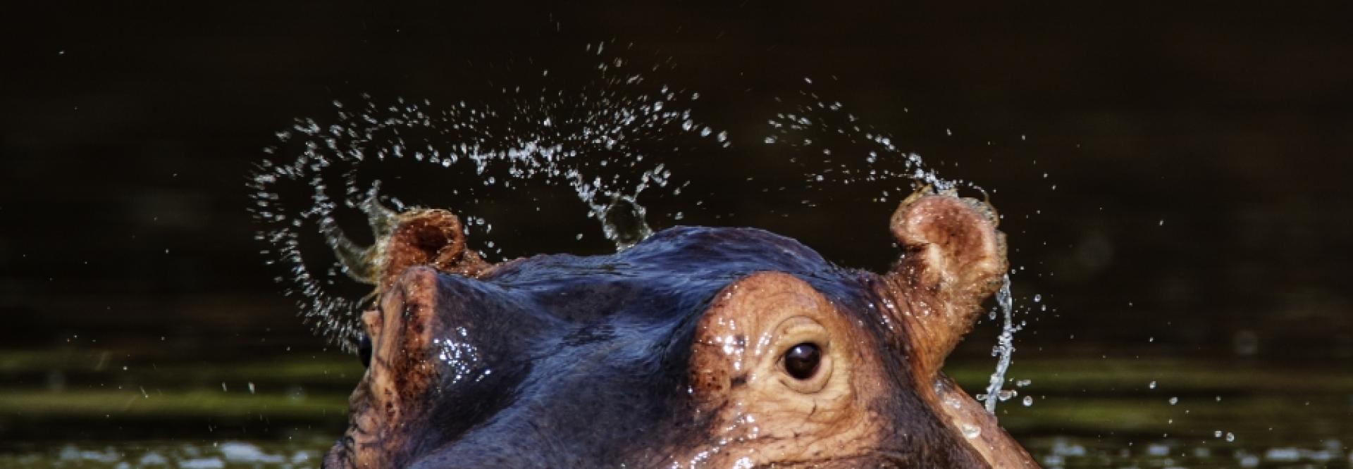 Gros plan sur la tête d'un hippopotame sortant de l'eau - vue de face
