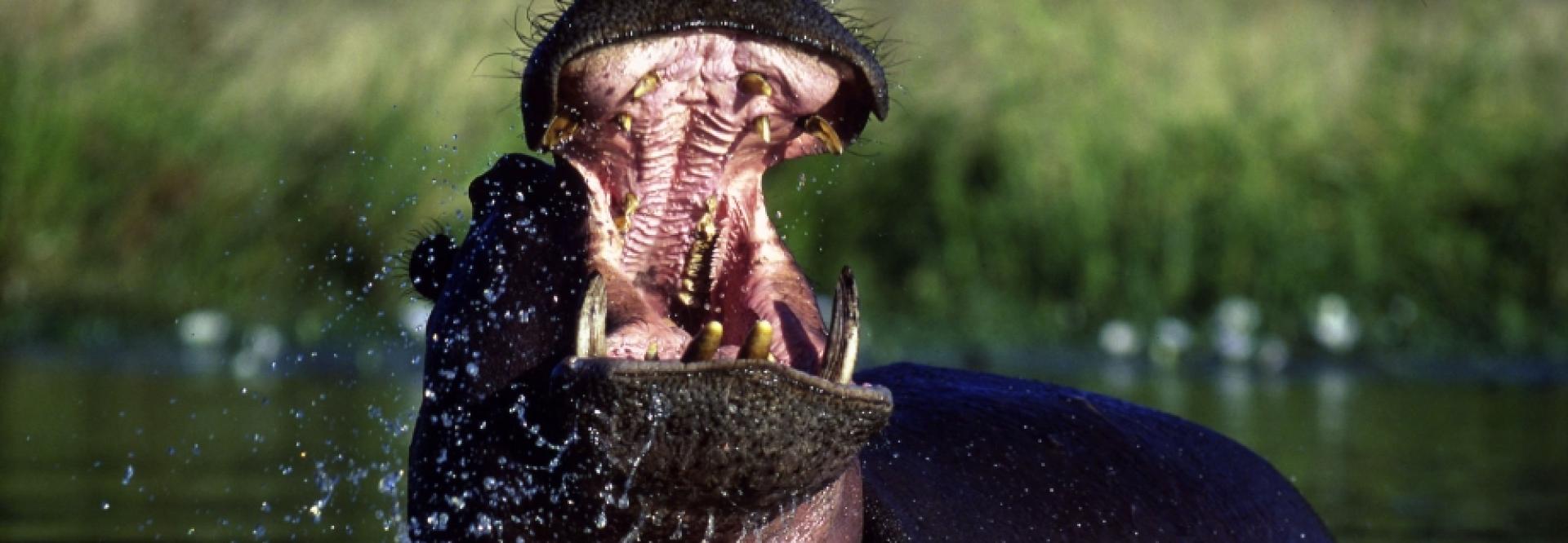 Hippopotame dans l'eau ouvrant grand la gueule - vue de face