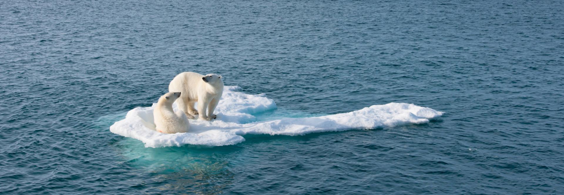 Deux ours polaires sur un petit iceberg au milieu de la mer