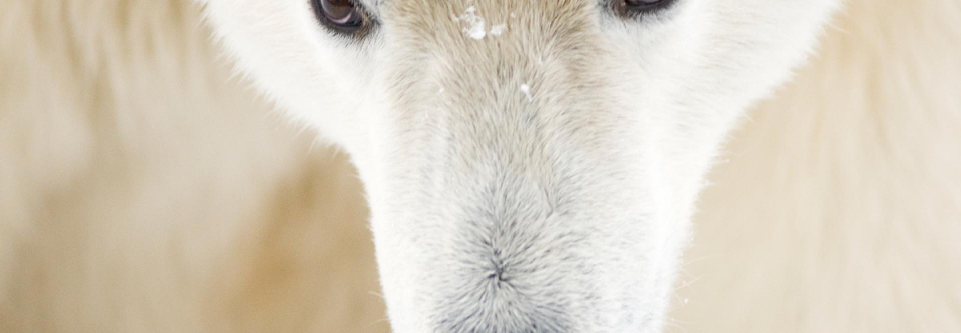 Gros plan sur les yeux et le museau de l'ours polaire - vue de face