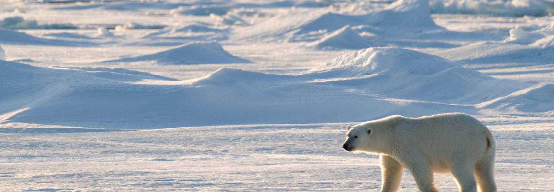 Ours polaire marchant sur la neige - vue de profil