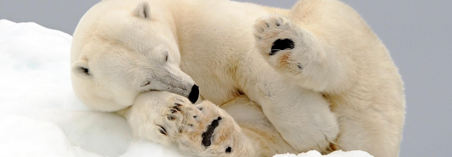 Ours polaire couché sur la neige, les yeux fermés
