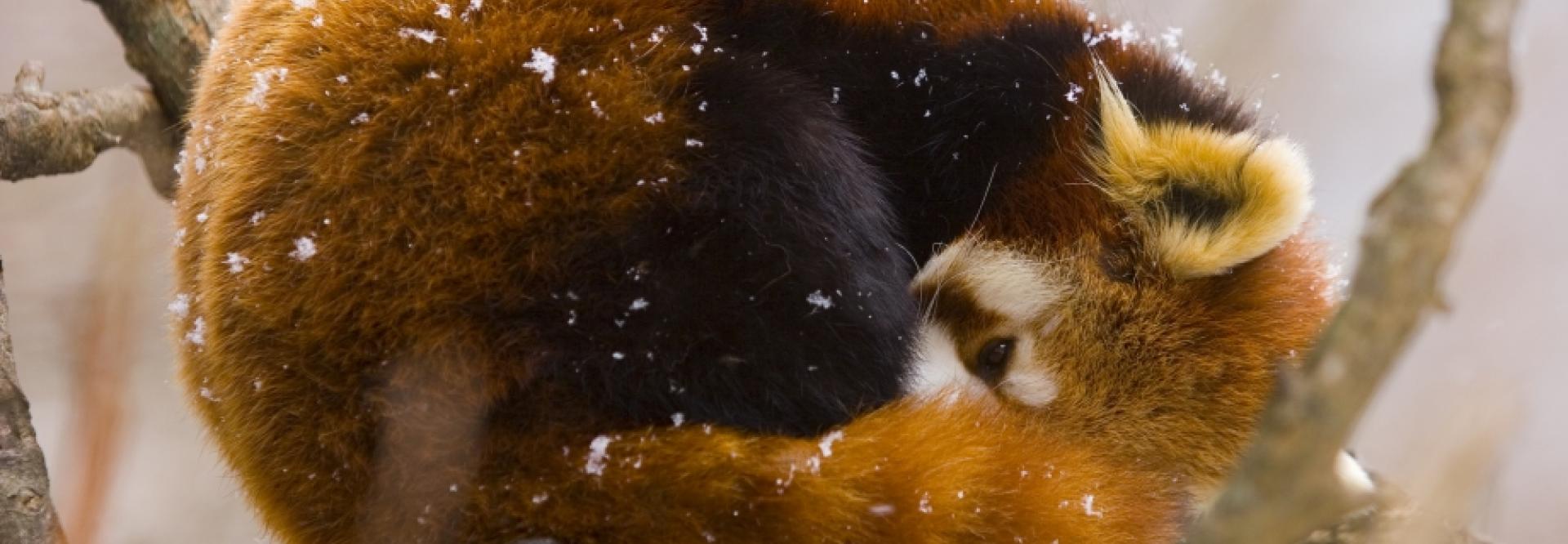 Panda roux | Rangerclub du WWF