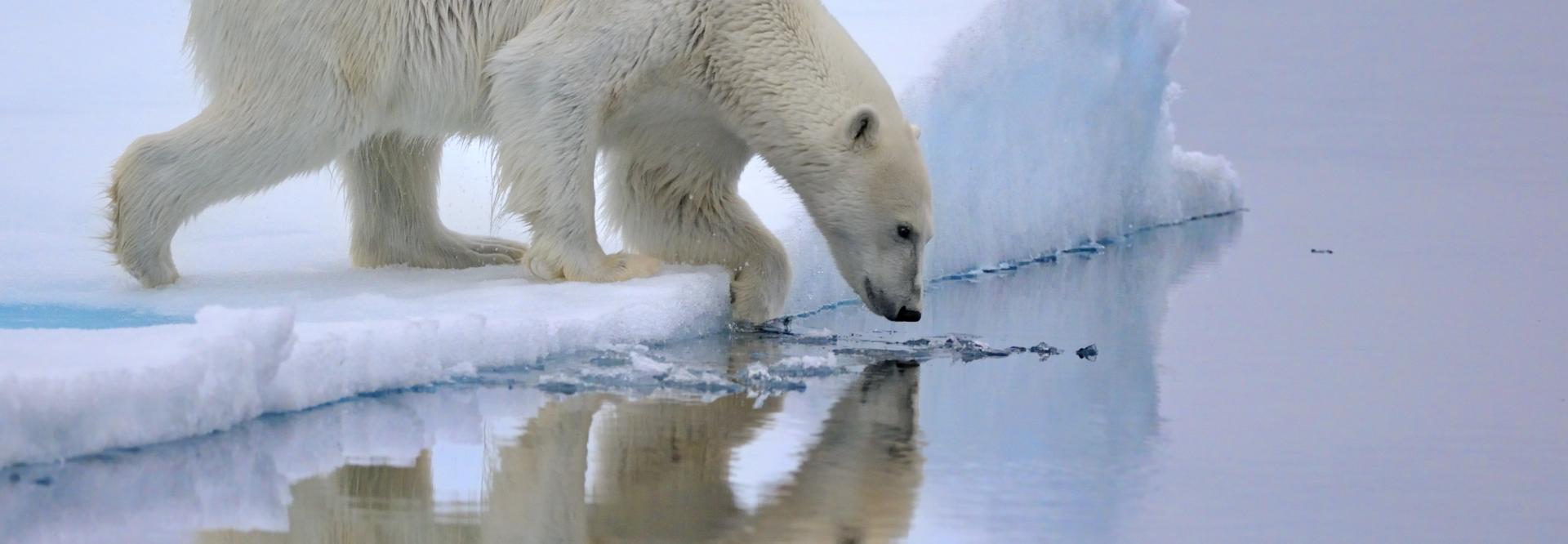 Un ours polaire sur la banquise, scrutant la surface de l'eau